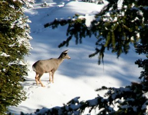 When snow becomes more than a foot deep, the movement of mule deer is hampered. When snow depth is greater than two feet, mule deer tend to leave the area to find shallower snow for easier foraging.