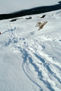 Otters have fun traveling on the snow by tobogganing (sliding) on their bellies and leaving "sled" tracks. They can reach speeds up to 17 mph when running and then sliding. 