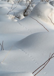 Leaving the subnivean layer to forage or move about atop of the snow exposes small rodents to predators. 