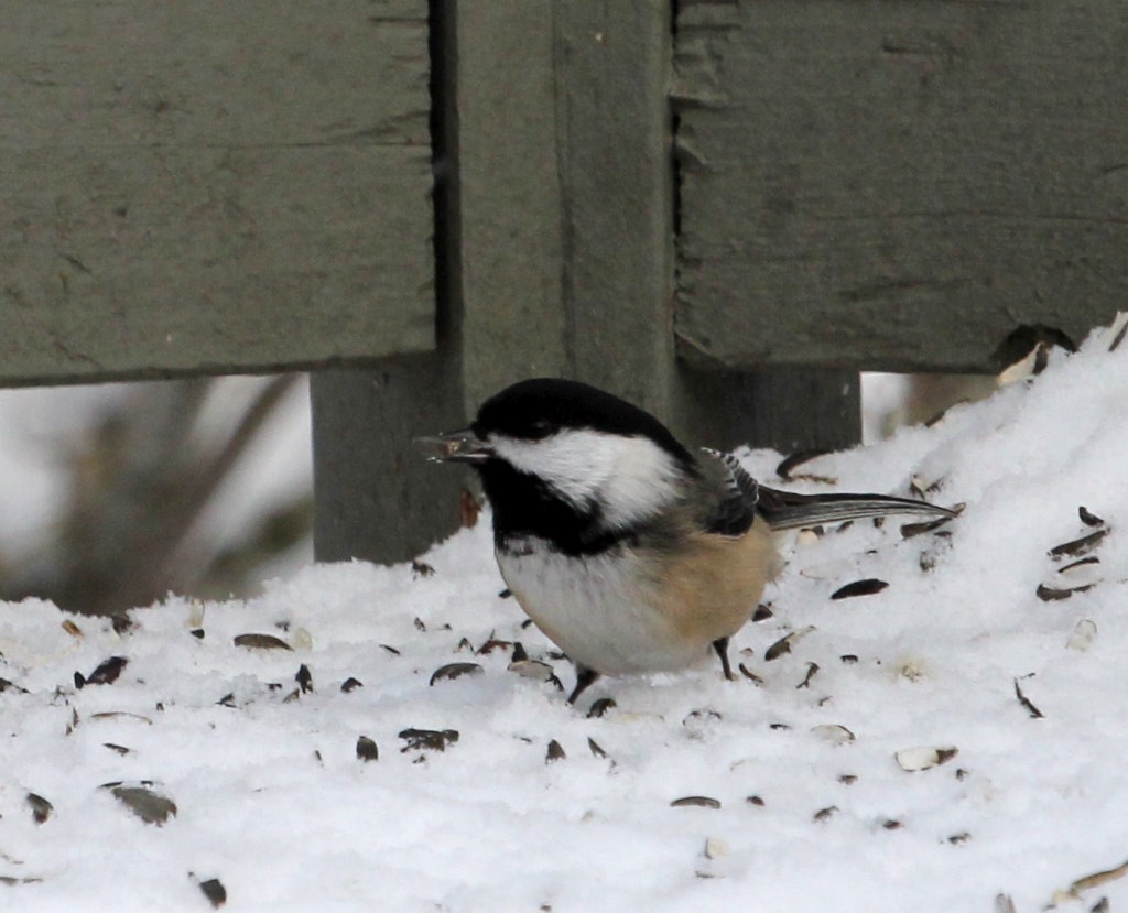 Black-capped chickadee