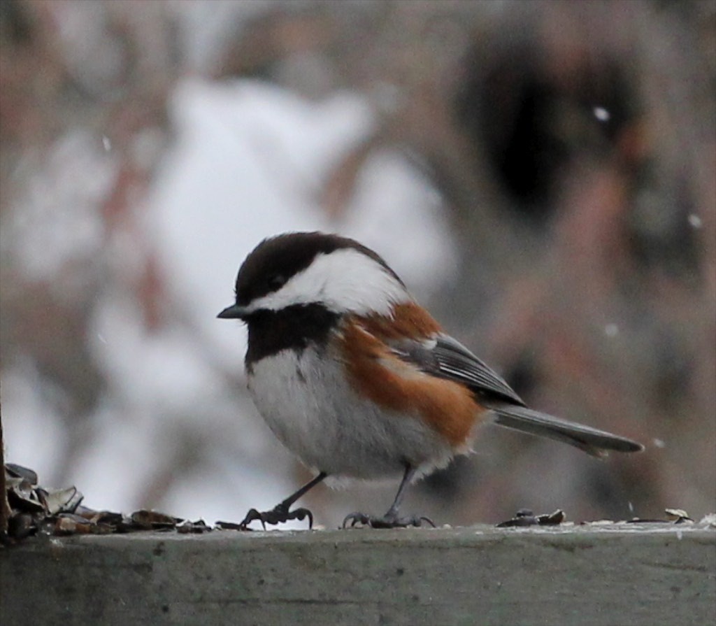 Chestnut-backed chickadee