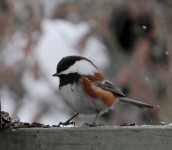 Chestnut-backed chickadee (1)