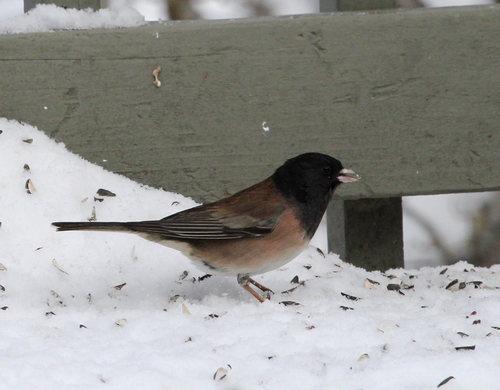 Dark-eyed junco "Oregon" subspecies