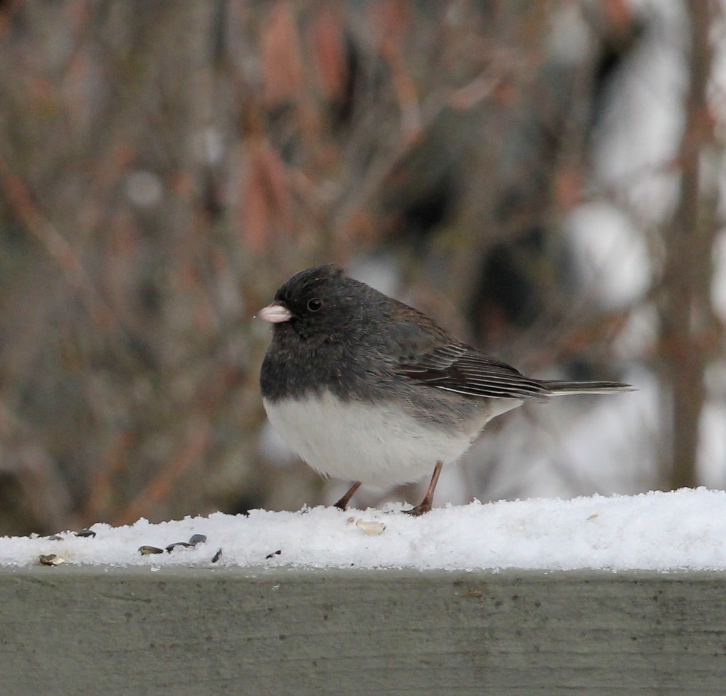 Dark-eyed junco "slate-colored" subspecies