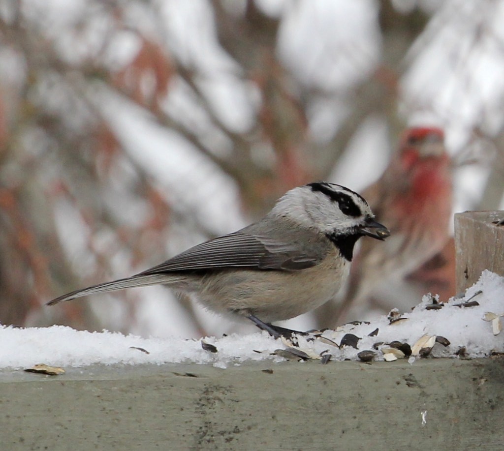 Mountain chickadee