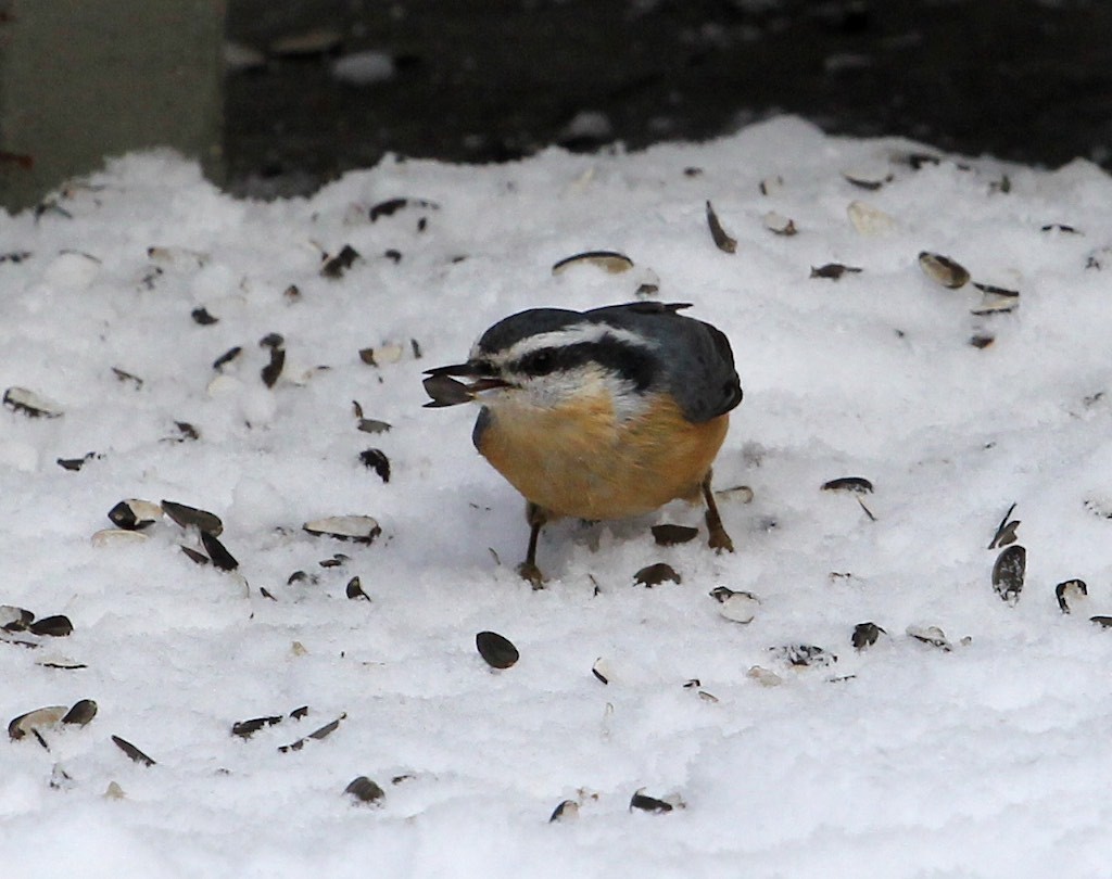 Red-breasted nuthatch