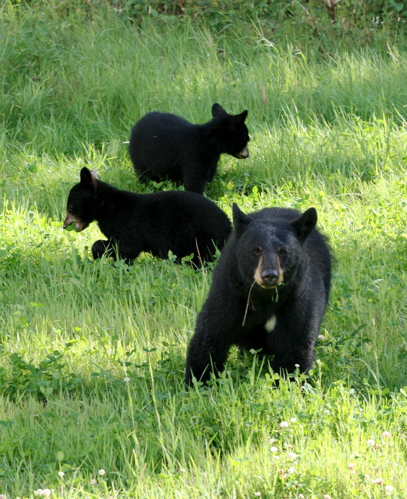 Mama black bear and cubs in grassy area.