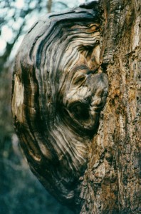 Burls form on nearly every species of tree including cottonwood trees. This burl resembles a woman’s face.  