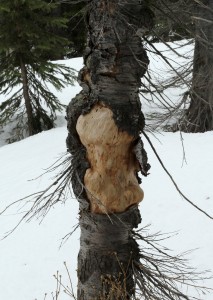 Almost all burls are covered by bark, even underground, unless the tree is dead. 