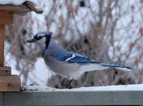 Blue Jay