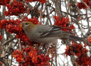 Pine grosbeak feasting on mountain ash berries