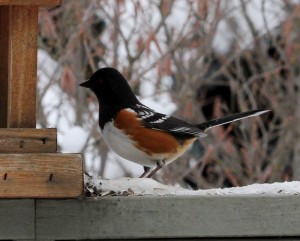 Spotted towhee