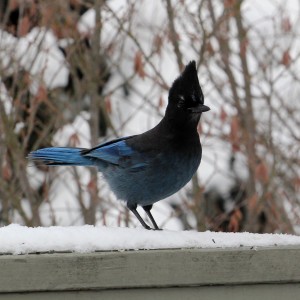 Steller's Jay