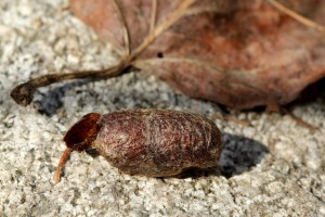 Cocoons usually contain silk but some are made of foreign material with little or no silk. Some hairy caterpillars even incorporate body hairs into their cocoons. 