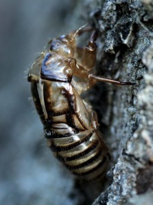 An insect’s exoskeleton can’t stretch or grow so as the insect grows it sheds (molts) its exoskeleton several times. 