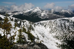 High-elevation whitebark pine forests with steep slopes are favored locations for wolverines in the summer.