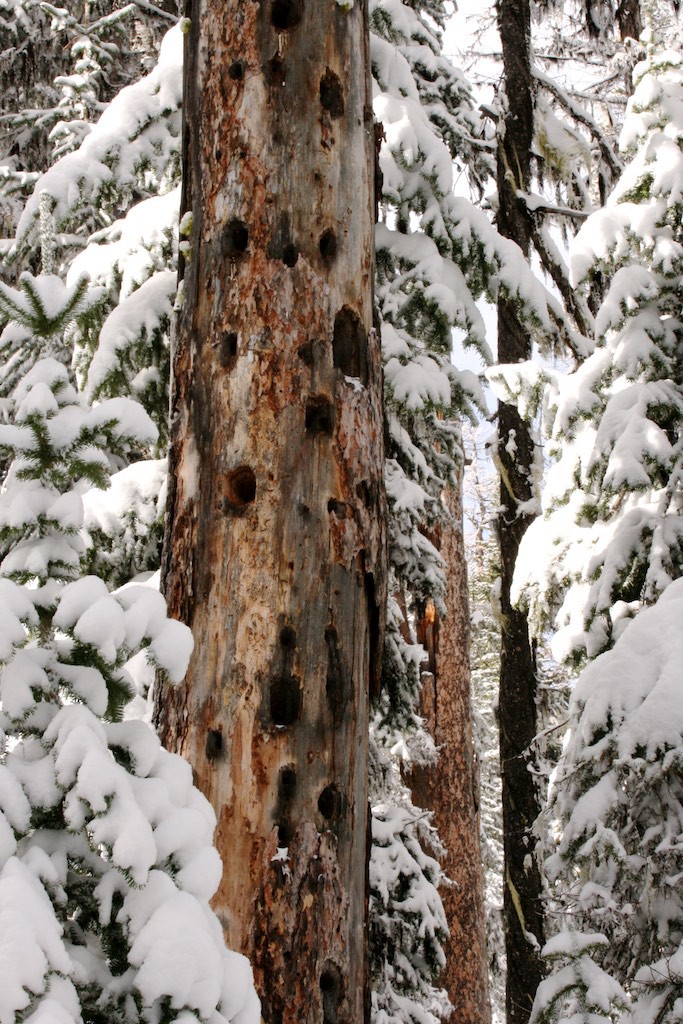 Woodpeckers often select hard snags for excavating while chestnut-backed chickadees select soft snags. Northern flickers nest in more decayed snags. 