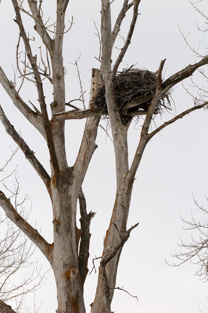 Eagles often build a nest in the broken top of a snag, especially in cottonwood trees along the Kootenai River.