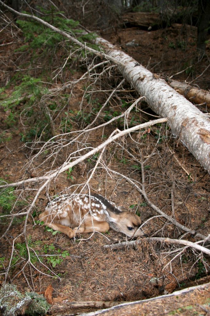 A fawn curled up under downed tree limbs. 