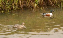 A pair of northern shovelers at Kootenai National Wildlife Refuge, Idaho.