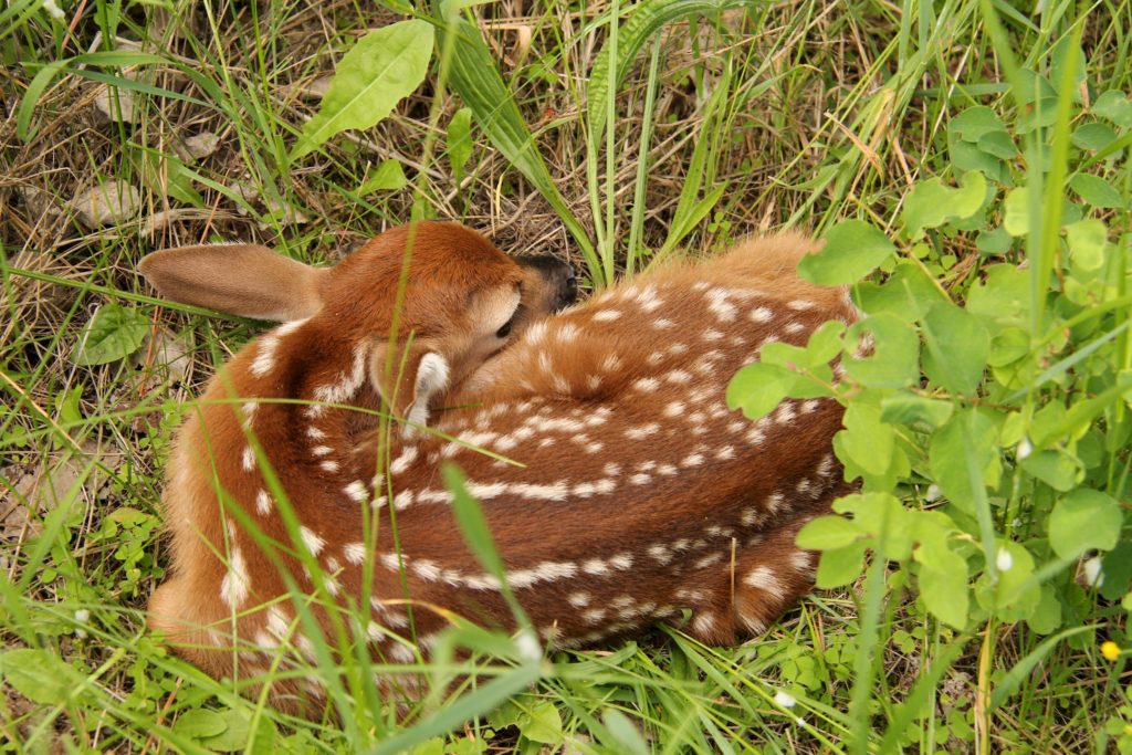 A fawn curled up in tall grass at the edge of a yard.