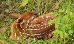 Fawn