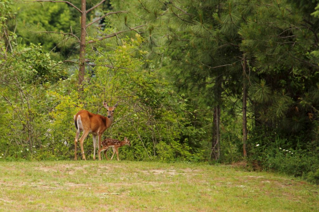 A mother doe with her fawn at the edge of a grassy yard. 