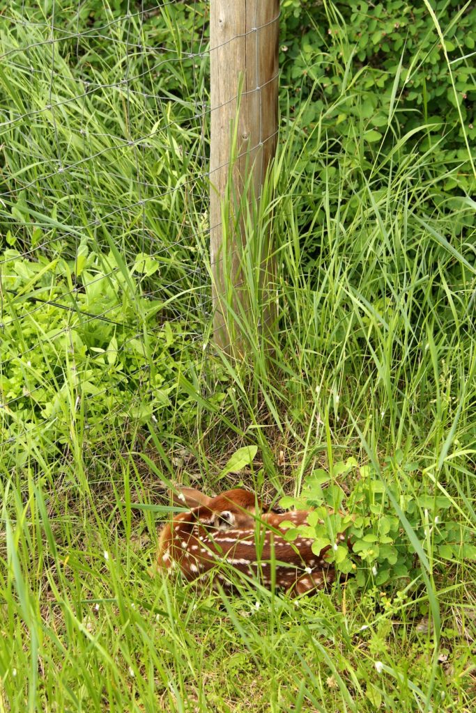 A deer fawn curled up in tall grass.