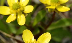 Poisonous plants-buttercup