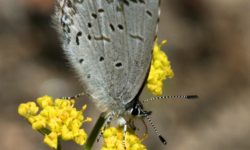 Pollinators-butterfly