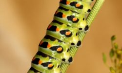 Caterpillar facts