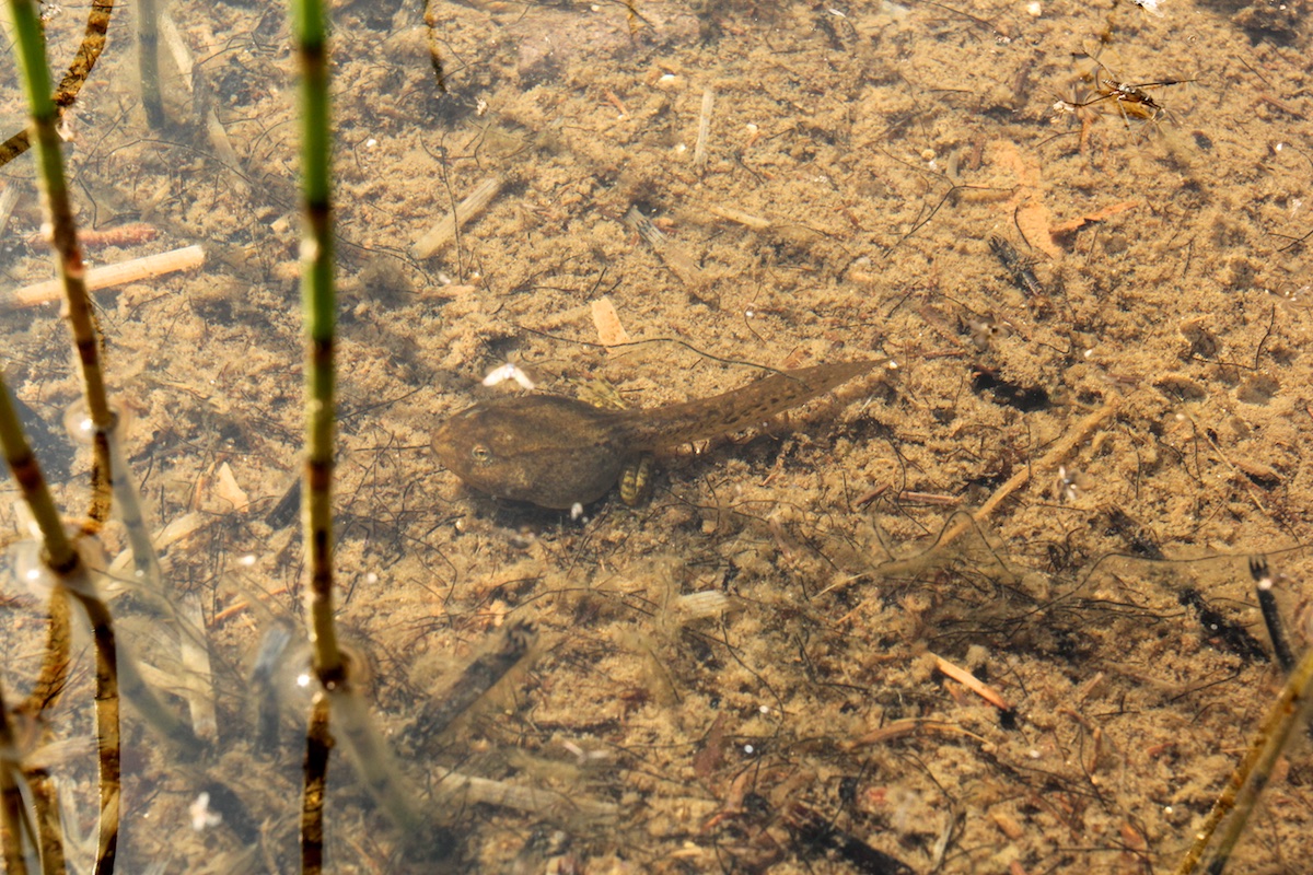 Incredible transformation from tadpole to frog - Naturally North Idaho