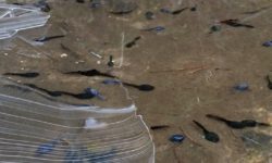 Frog life cycle tadpoles Oct