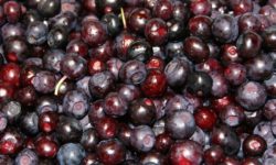 Freshly-picked huckleberries showing a range of colors and species.