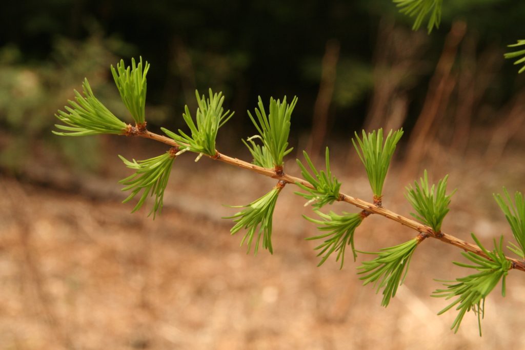 Soft green western larch needles emerging in spring.