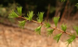 Larch in spring