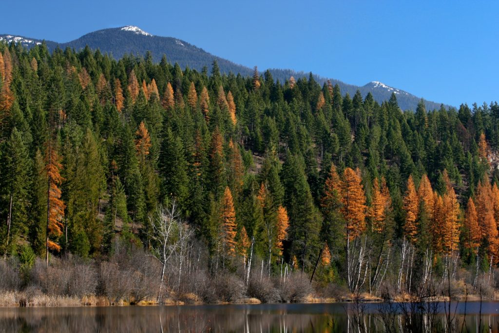 A forest in autumn with the western larch trees a brilliant yellow orange.