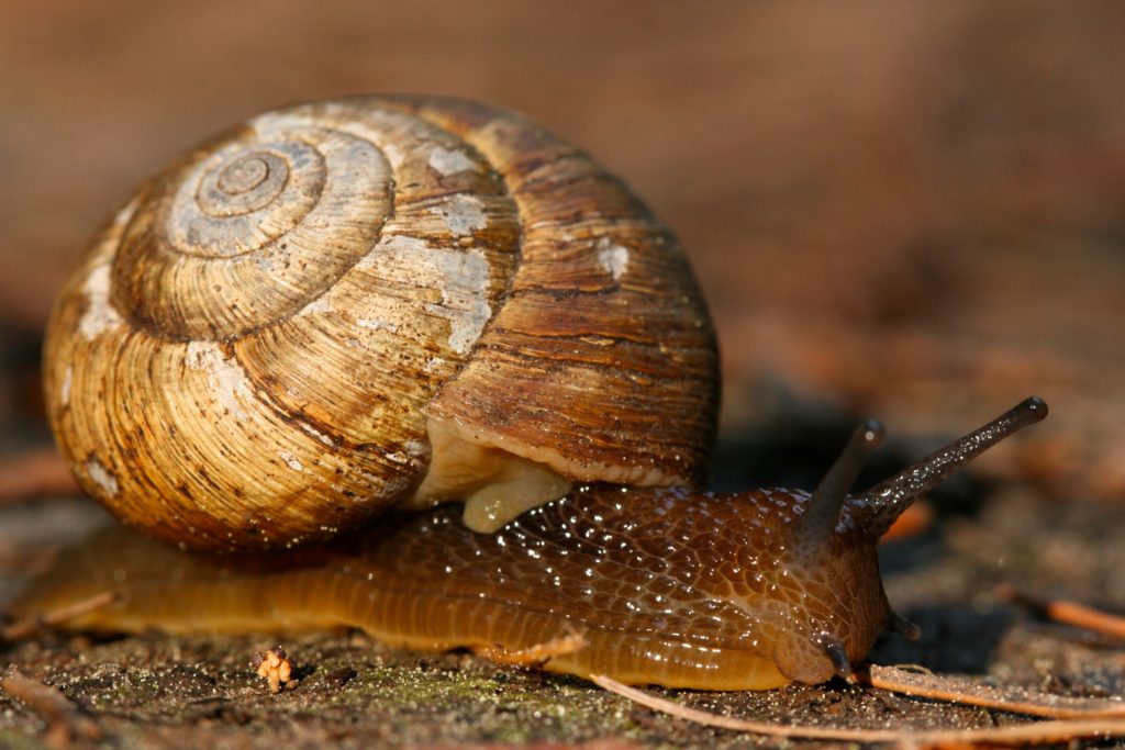 A brown snail crawling across the forest floor with a worn shell.