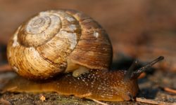 Old snail on forest floor.