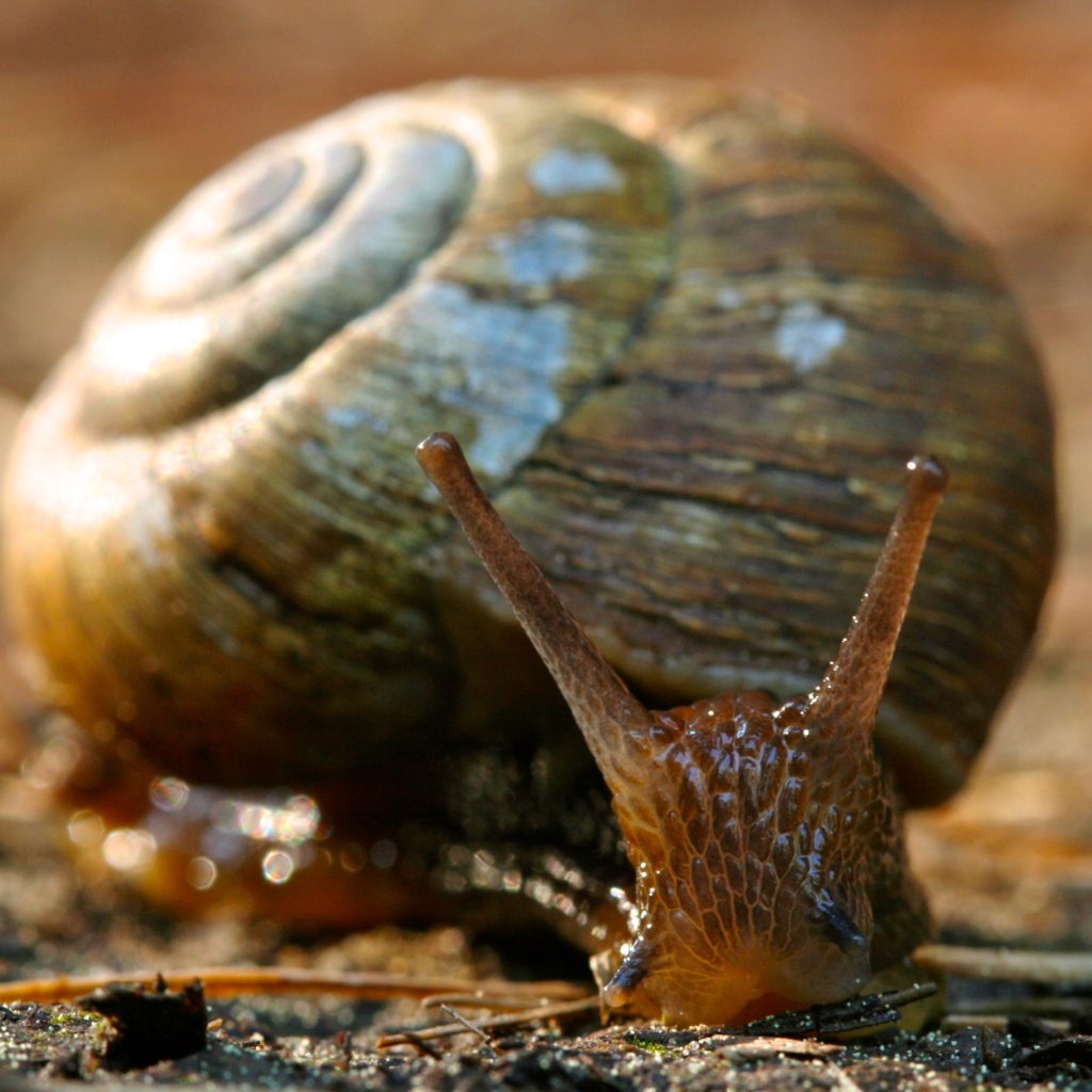 A close-up of a snail's head with its two sets of tentacles.