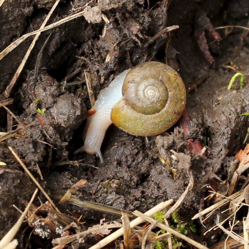 A young snail has a small shell and is colorless or whitish color.