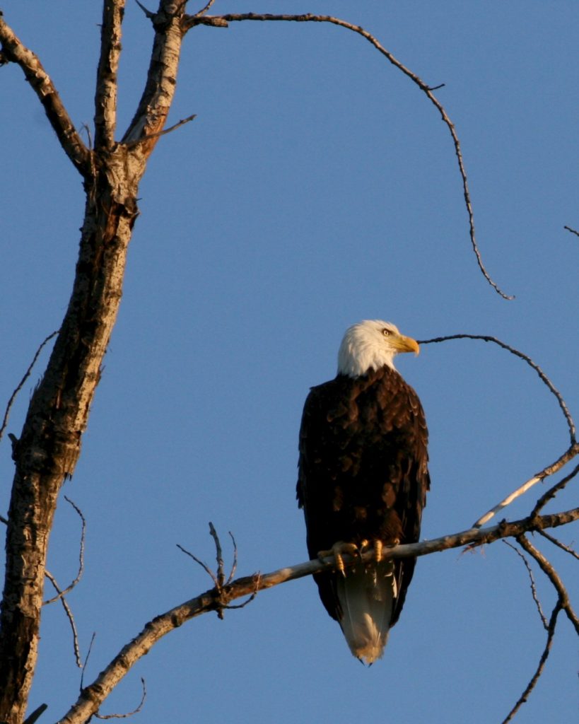 Bald eagle perched on a tree limb.