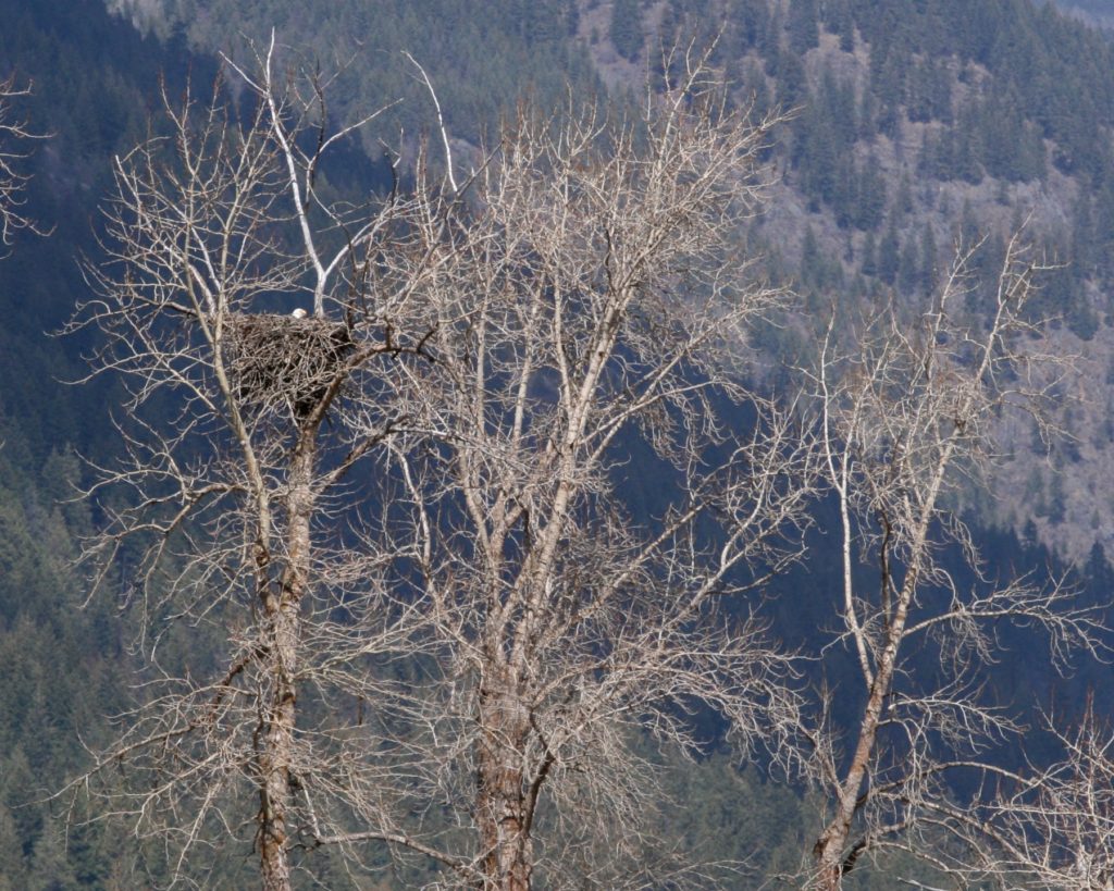 A bald eagle nest in a cottonwood tree with the head of the eagle visible. 