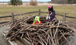 Bald Eagle nest replica