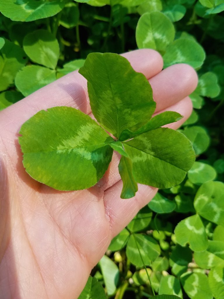 Not only are there four-leaf clovers but there are also five-leaf clovers.