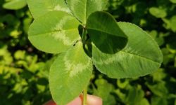 Six-leaf clover