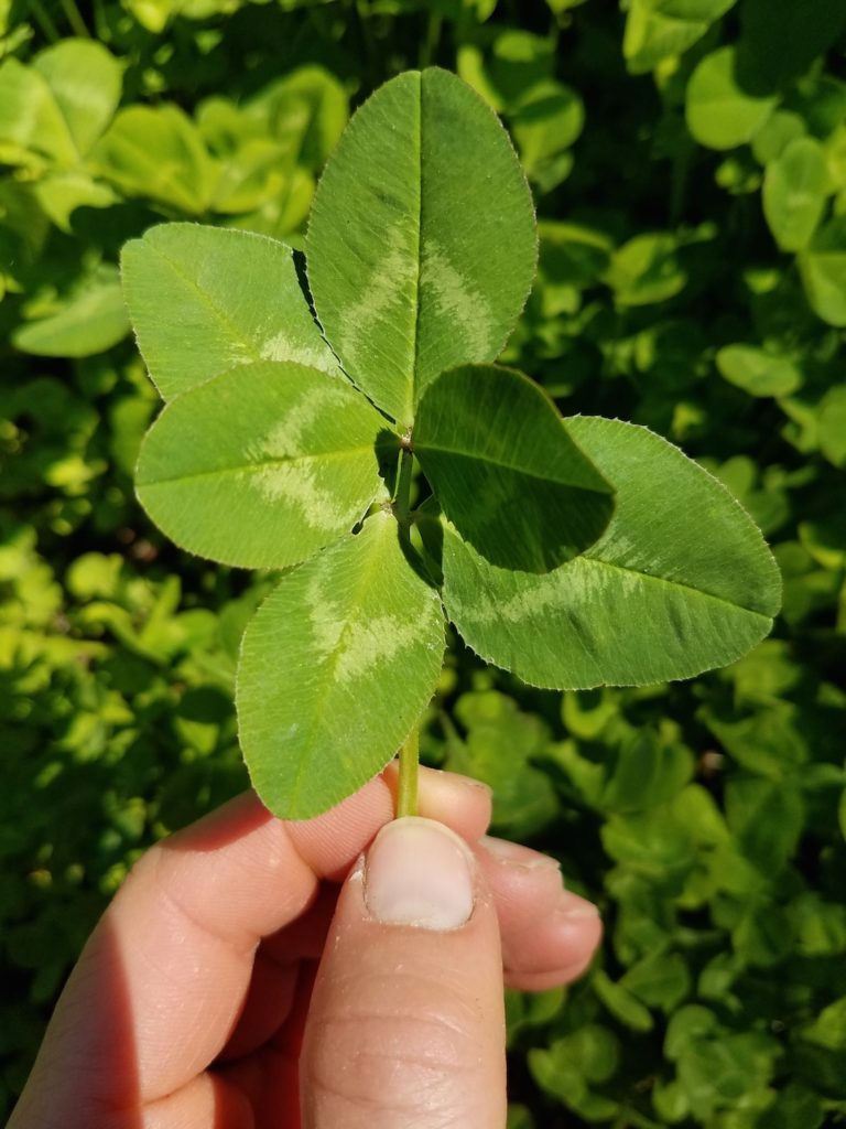 Six-leaf clover