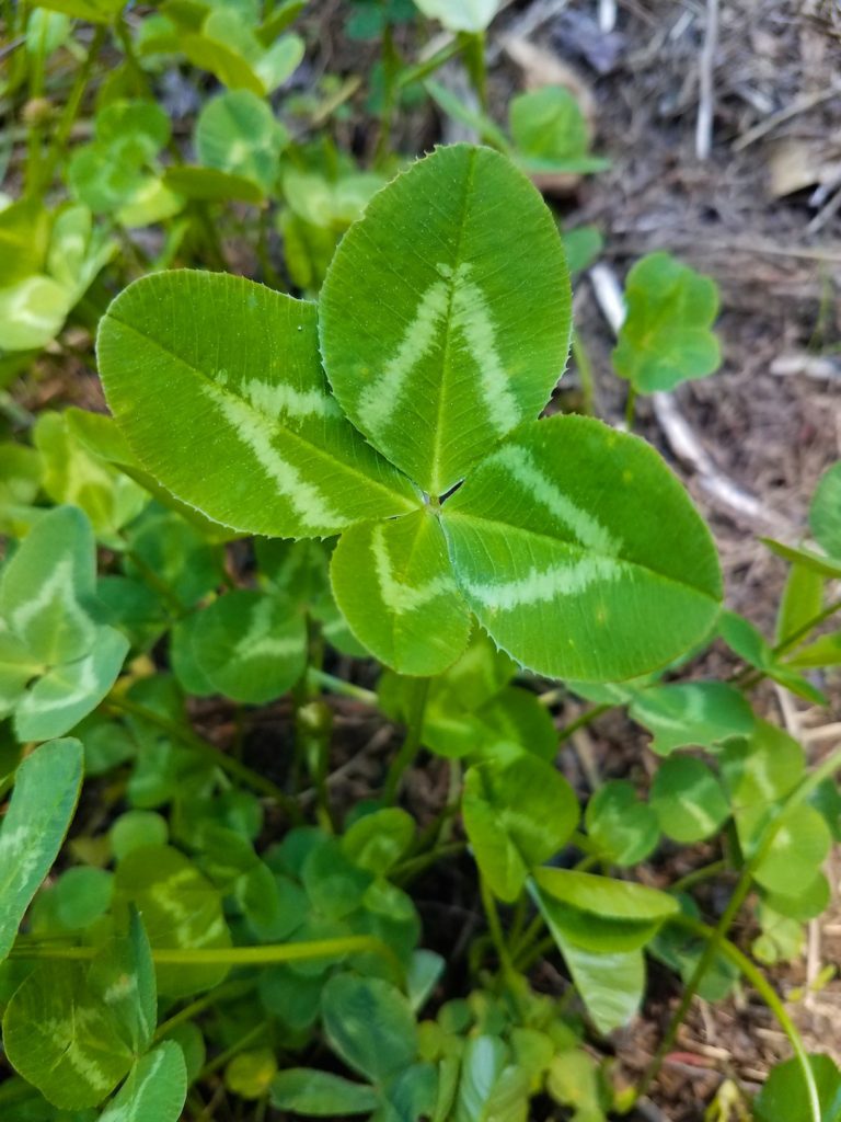 Often the fourth leaf on a four-leaf clover is smaller