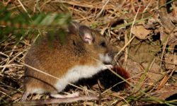 Deer mouse eating caterpillar