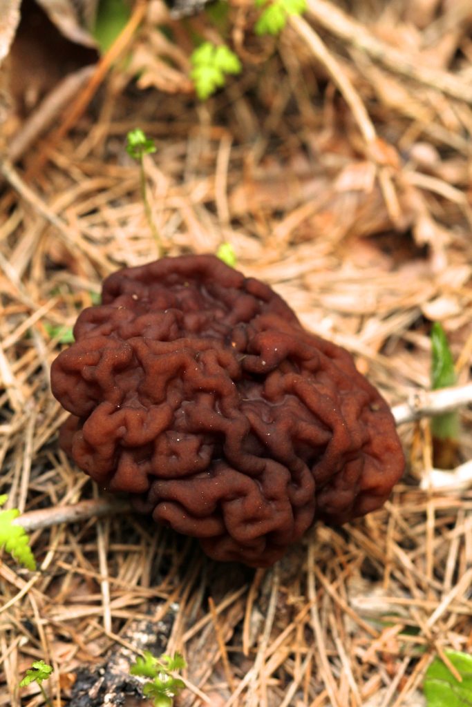 Close-up of false morel with brain like appearance. 